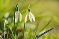 Beautiful snowdrop flower blooming in garden Royalty Free Stock Photo