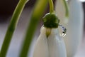 Beautiful snowdrop flower with dew drops lit by the morning sun Royalty Free Stock Photo