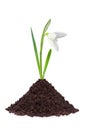 Beautiful snowdrop flower grouth in soil isolated Royalty Free Stock Photo