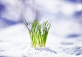 snowdrop flower lilac crocuses climbed out in the spring in the Park in the warm Sunny day