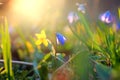 Beautiful snowdrop flower. Macro.close-up, selective focus, blurred background Royalty Free Stock Photo