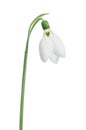 Beautiful Snowdrop flower Royalty Free Stock Photo