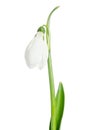 Beautiful Snowdrop flower Royalty Free Stock Photo