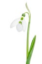 Beautiful Snowdrop flower Royalty Free Stock Photo