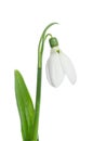 Beautiful Snowdrop flower Royalty Free Stock Photo