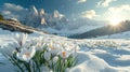 Beautiful snowdrop flower among the snow. Snowdrop forest. Magnificent view of snowdrop formation. Royalty Free Stock Photo
