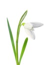 Beautiful snowdrop flower white isolated on white Royalty Free Stock Photo