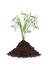 Beautiful snowdrop flowers grouth in soil isolated Royalty Free Stock Photo