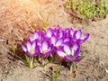 Beautiful snowdrop flowers purple and white after snow. Springtime background, freshness Royalty Free Stock Photo