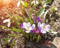 Beautiful snowdrop flowers purple and white after snow. Springtime background, freshness Royalty Free Stock Photo