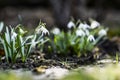 Beautiful snowdrop in garen spring time. Royalty Free Stock Photo