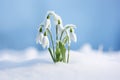 Beautiful Snowdrop spring flowers covered in snow in late winter or early spring