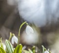 Beautiful snowdrop in spring forest. Tender spring flowers snowdrops harbingers of warming symbolize the arrival of spring. Scenic