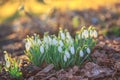 Beautiful snowdrops on bokeh background in sunny spring forest under sunbeams. Easter picture, first spring flowers