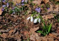 Beautiful Snowdrops with Copy space.