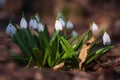 Beautiful snowdrops on dry yellow leaves bokeh background