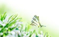 Beautiful snowdrops flower blossom and butterfly on white background. Spring nature. Greeting card template. Soft toned Royalty Free Stock Photo