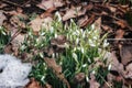 Beutiful first snowdrops closeup view. Spring landscape.Melting snow Royalty Free Stock Photo