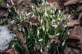 Beutiful first snowdrops closeup view. Spring landscape.Melting snow Royalty Free Stock Photo