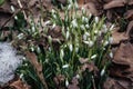 Beutiful first snowdrops closeup view. Spring landscape.Melting snow