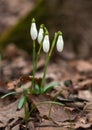 Beautiful snowdrops Galanthus in the spring forest.