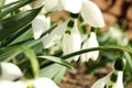 Snowdrops in garden, closeup. Spring season Royalty Free Stock Photo