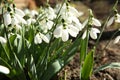 Beautiful snowdrops growing in garden, closeup. Spring flowers Royalty Free Stock Photo