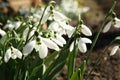 Beautiful snowdrops growing in garden, closeup. Spring flowers Royalty Free Stock Photo