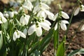 Beautiful snowdrops growing in garden, closeup. Spring flowers Royalty Free Stock Photo