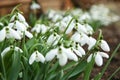 Beautiful snowdrops growing in garden, closeup. Spring flowers Royalty Free Stock Photo