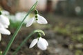 Beautiful snowdrops growing in garden, closeup. Spring flowers Royalty Free Stock Photo