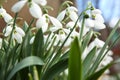 Beautiful snowdrops growing in garden. Spring flowers Royalty Free Stock Photo