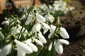 Beautiful snowdrops growing in garden. Spring flowers Royalty Free Stock Photo