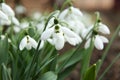 Beautiful snowdrops growing in garden. Spring flowers Royalty Free Stock Photo