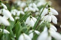 Beautiful snowdrops growing in garden. Spring flowers Royalty Free Stock Photo