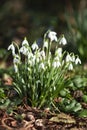 Beautiful snowdrops growing in the garden in spring Royalty Free Stock Photo