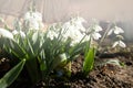 Beautiful snowdrops growing in garden. Spring flowers Royalty Free Stock Photo