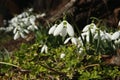 Snowdrops growing in garden. Spring flowers Royalty Free Stock Photo