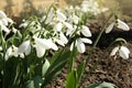 Snowdrops growing in garden. Spring flowers Royalty Free Stock Photo