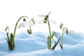 Beautiful snowdrops growing through snow against white background. First spring flowers Royalty Free Stock Photo