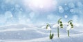 Beautiful snowdrops growing through snow outdoors on sunny day, space for text . First spring flowers Royalty Free Stock Photo