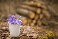 Beautiful snowdrops in a paper cup on old wood background. first spring flowers in a forest. Wild flowers on wooden Royalty Free Stock Photo