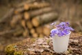 Beautiful snowdrops in a paper cup on old wood background. first spring flowers in a forest.  Wild flowers Royalty Free Stock Photo