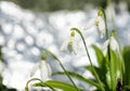 Beautiful first flowers snowdrops in spring forest