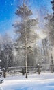 Beautiful snowfall on a bright sunny day in the forest