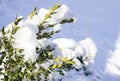 Beautiful snowfall. Snow on the branches of bushes