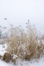 Beautiful snowfall. Winter landscape