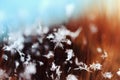 Beautiful snowflake lying on the fur hairs Royalty Free Stock Photo