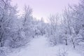 Beautiful snowsacpe Royalty Free Stock Photo