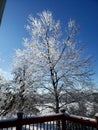Beautiful snowtree over deck Royalty Free Stock Photo